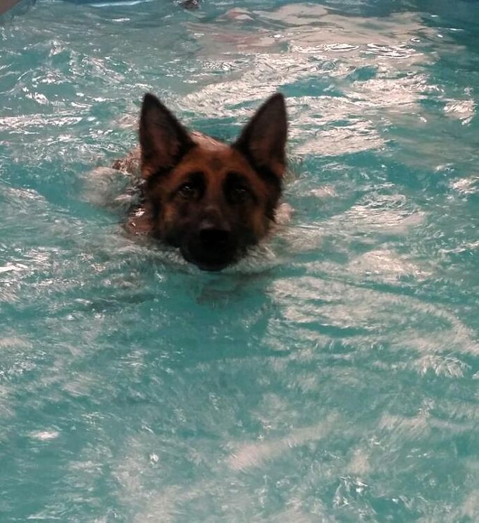 Svømming på Aqua Dog :)